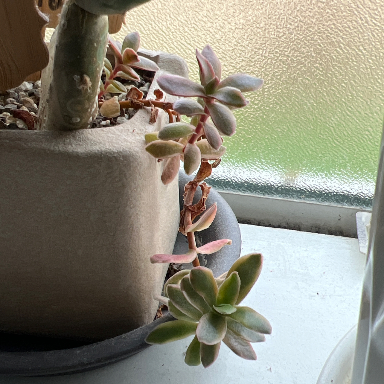 Photo of the plant species Aeonium 'Blushing Beauty' by @Sunrei1 named Jill on Greg, the plant care app
