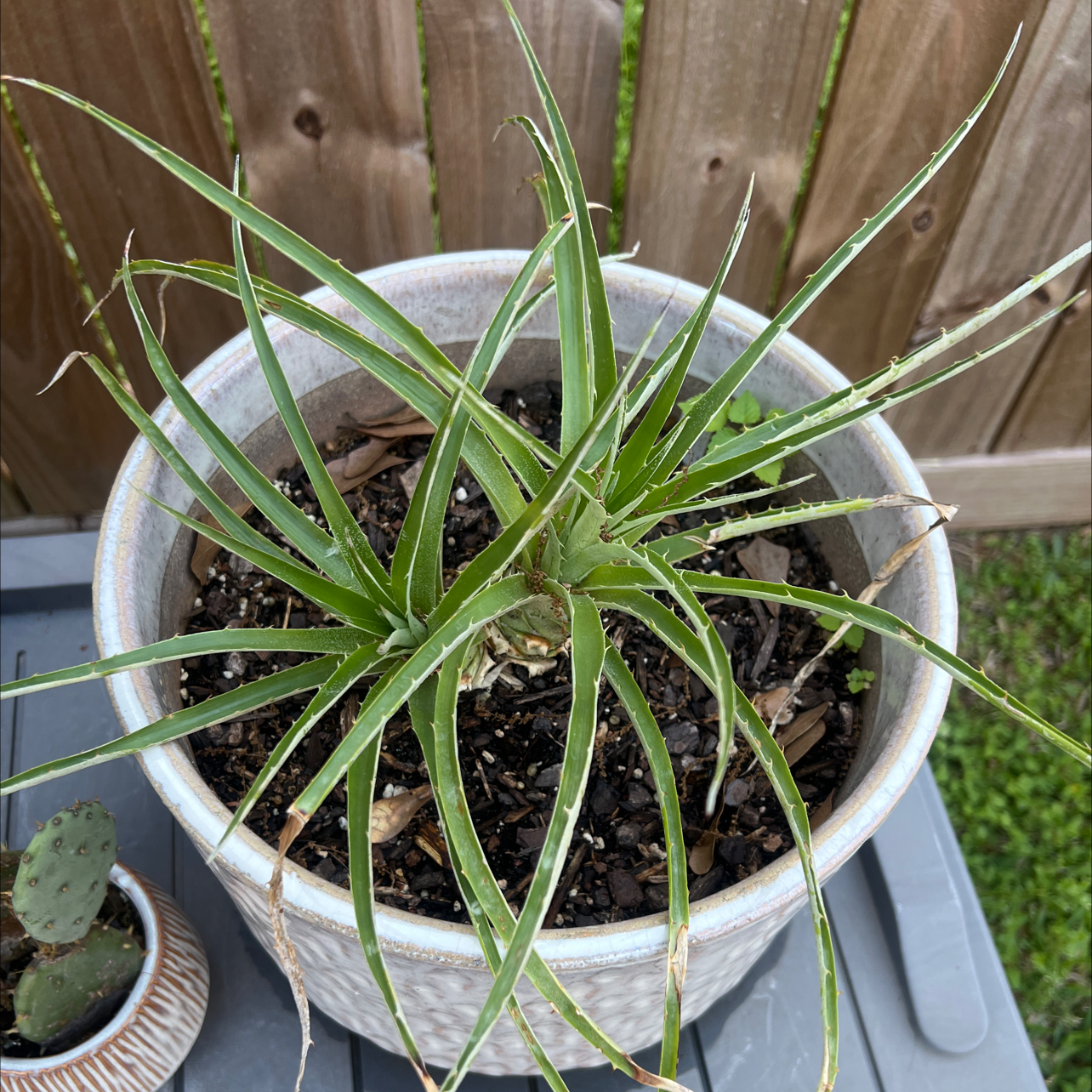 Photo of the plant species Puya chilensis by @Sunrei1 named Goatee on Greg, the plant care app