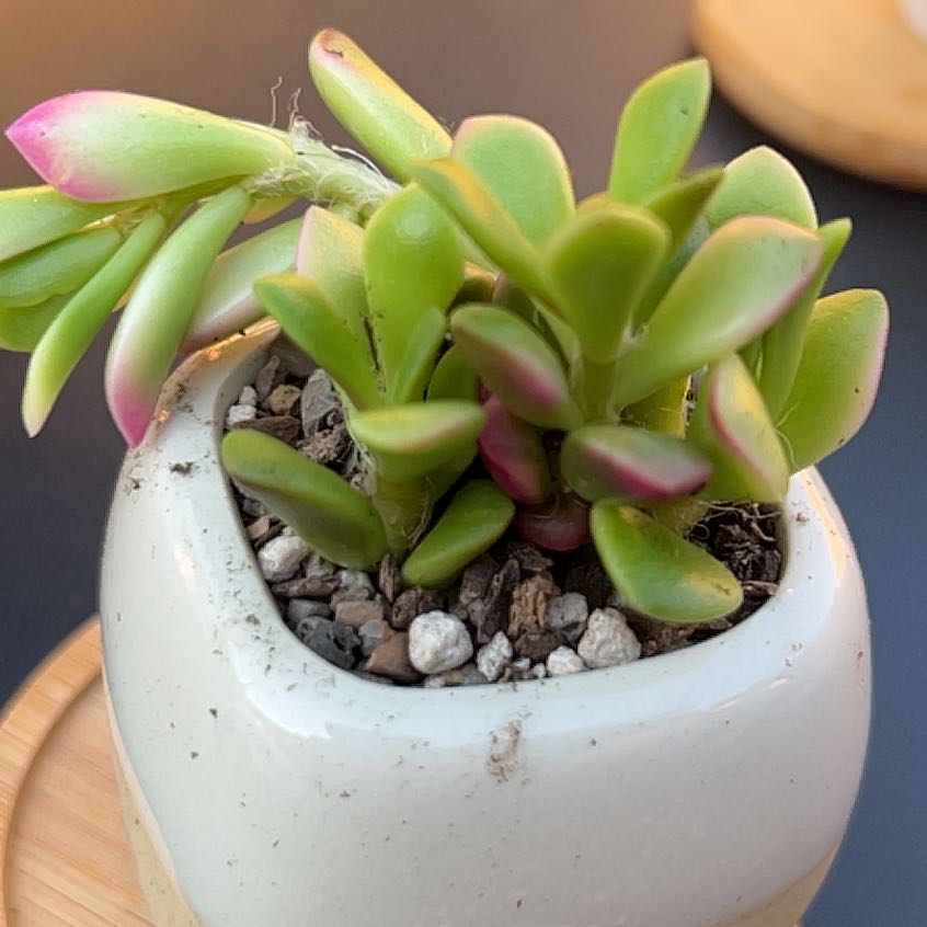 Anacampseros telephiastrum 'Variegata' succulent in a small pot with green leaves and pink tips.