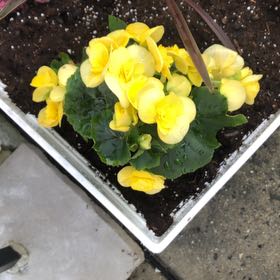 Photo of the plant species Tuberous begonias by @EffectualAgave named Sonora on Greg, the plant care app