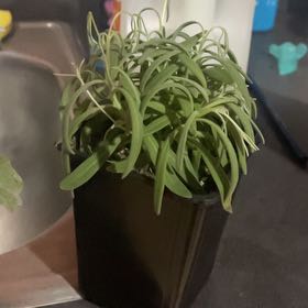 Photo of the plant species Lavender 'Phenomenal' by @AwakePrasium named Sage on Greg, the plant care app