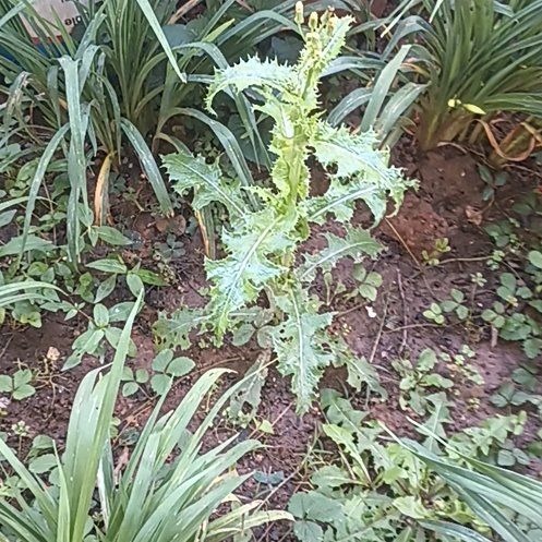 Photo of the plant species Bermuda Thistle by @StockyMizuna named Rosa on Greg, the plant care app