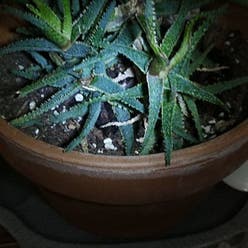 Aloe 'Lavender Star' plant