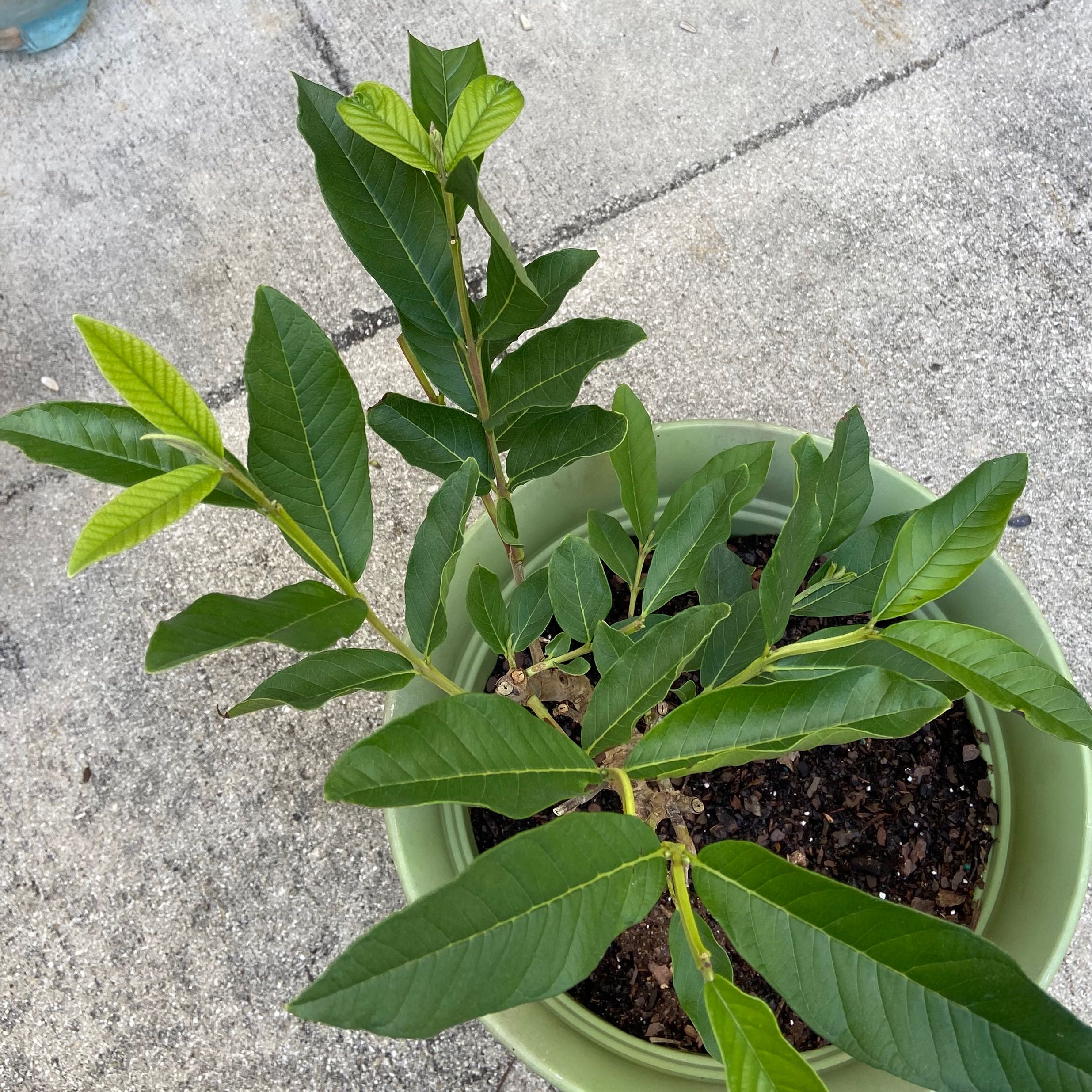 Why Are My Guava Tree Leaves Falling Over?