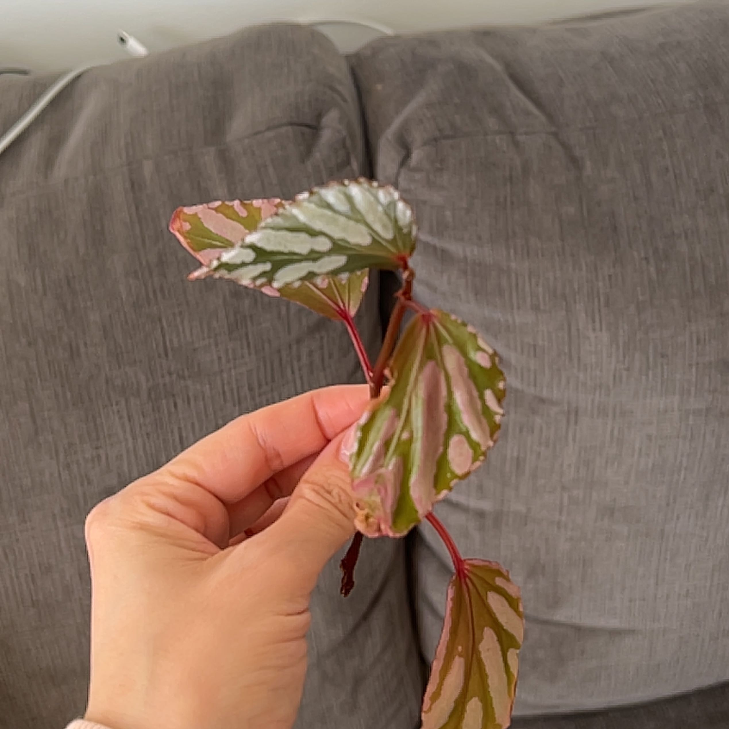Photo of the plant species Begonia 'Julau' by @NativePilea named Aristotle on Greg, the plant care app