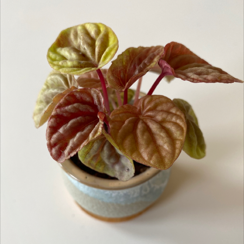 Peperomia Pink Lady plant in a small pot with colorful leaves.