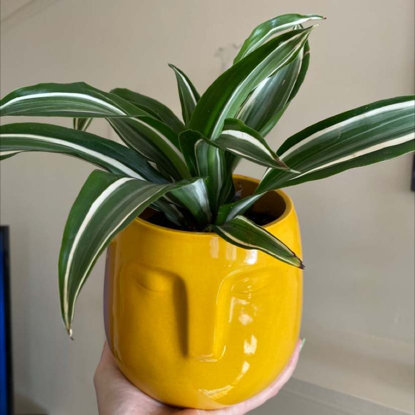White Jewel Dracaena plant in a yellow face-shaped pot, held by a hand.