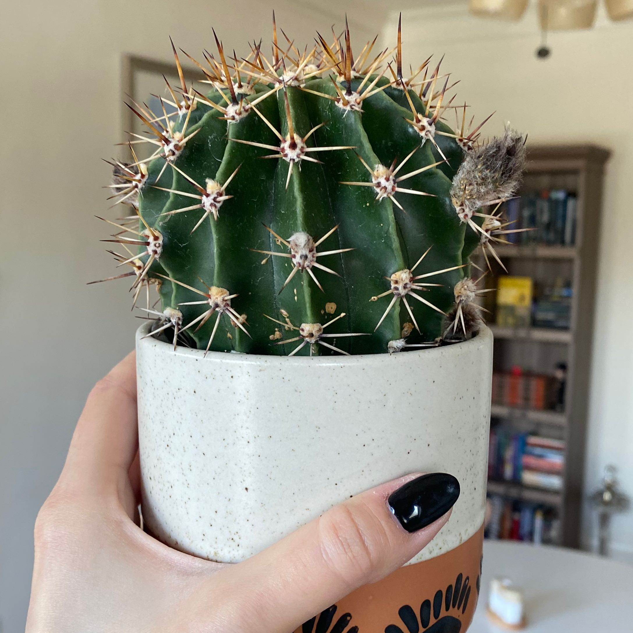 Easter Lily Cactus in a pot held by a hand, appears healthy with no visible discoloration.
