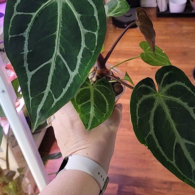 Anthurium Doc Block F2 | A plant by @rbatten on Greg Anthurium Doc Block F2 | A plant by @rbatten on Greg
