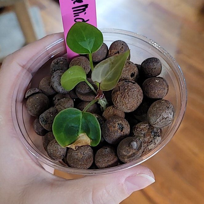 梨*♪様 アンスリウム ドックブロック ZARA x ZARA 梨*♪様