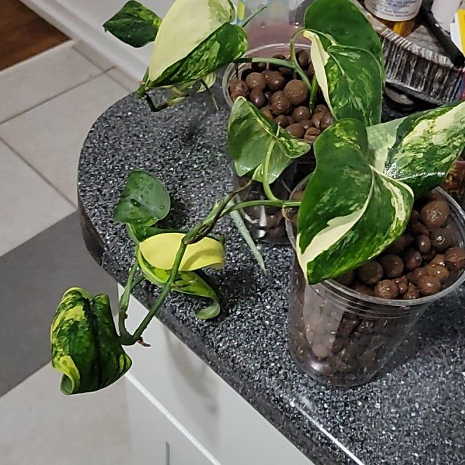 Plant care for N/A on Greg, the plant care app