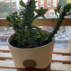 Photo of the plant species sausage spurge by @FrontpageHoya named Bella on Greg, the plant care app