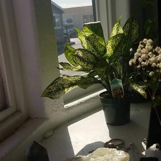 Photo of the plant species Chinese Evergreen Romeo by @BubblyTagetes named Romeo on Greg, the plant care app