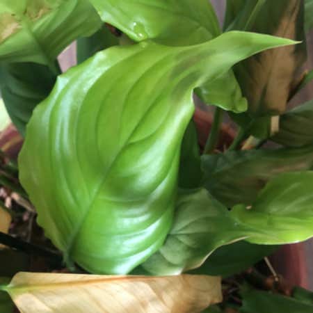 Photo of the plant species calathea by @lpowell named Girlfrond on Greg, the plant care app