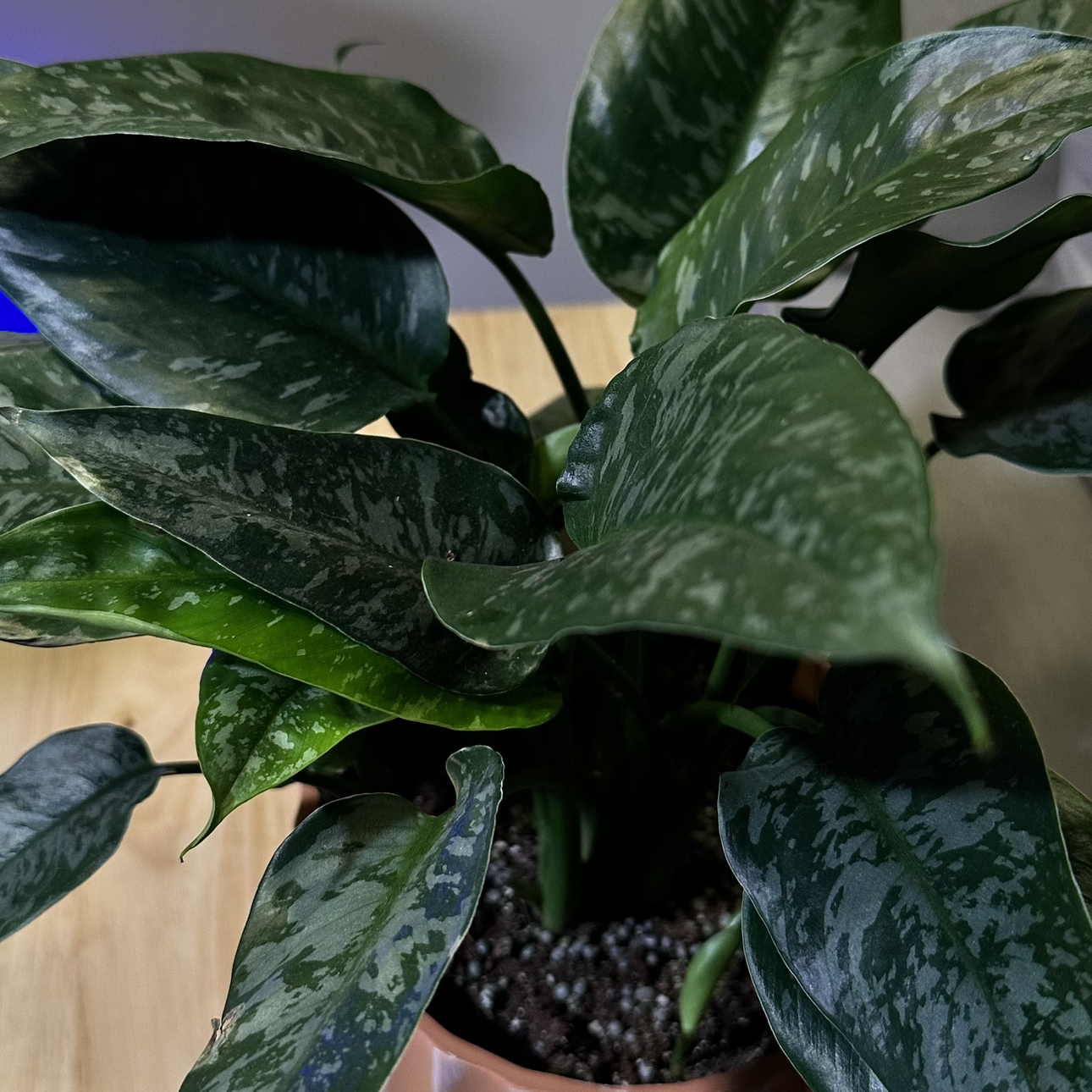 Photo of the plant species Silver Form by @PoetCorkelm named Rachel on Greg, the plant care app