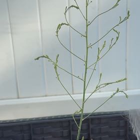 Photo of the plant species Garden Asparagus by @HeiressRainbow named Oscar on Greg, the plant care app