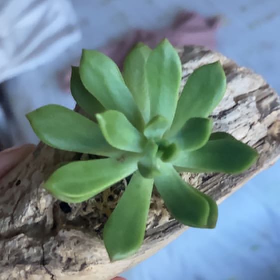 Photo of the plant species Echeveria sedoides by @hunneh_b named spud on Greg, the plant care app