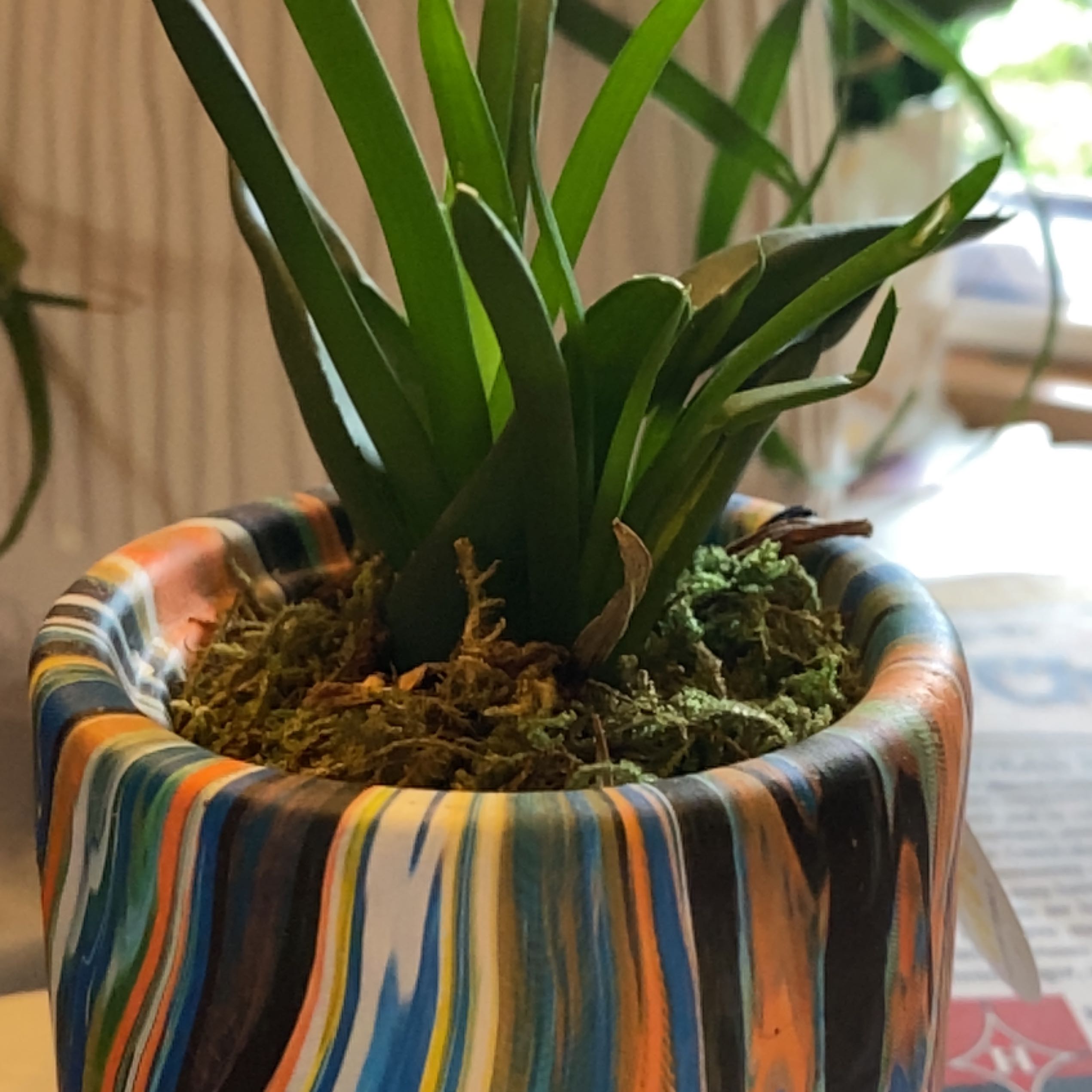 Potted Alworthia 'Black Gem' plant with green leaves in a colorful pot.