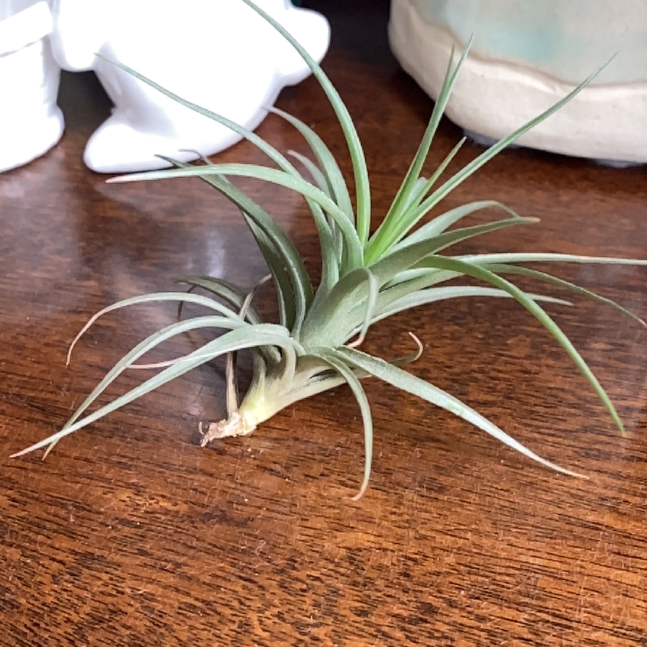 Photo of the plant species Tillandsia 'Emerald Forest' by @MasterHautree named Shakira on Greg, the plant care app