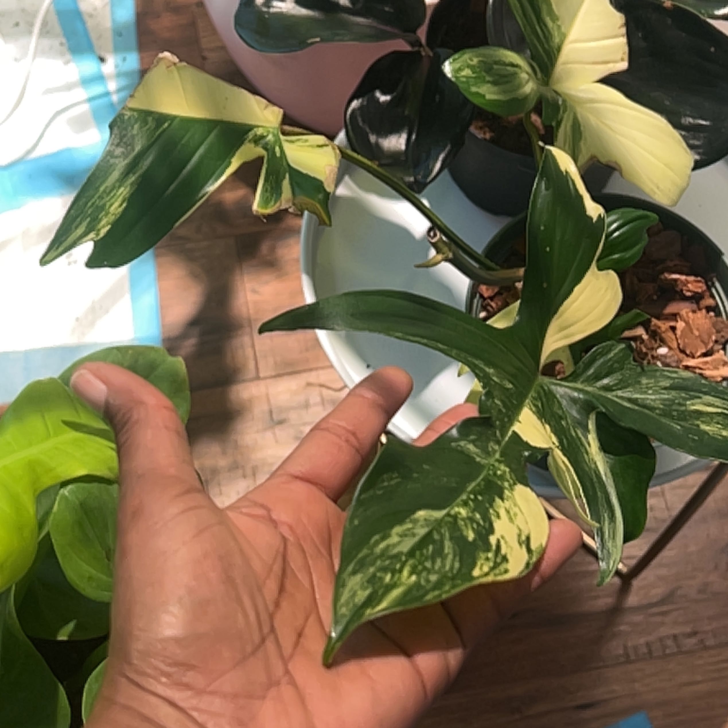 Philo Golden Dragon plant with variegated leaves, highlighted by a hand.