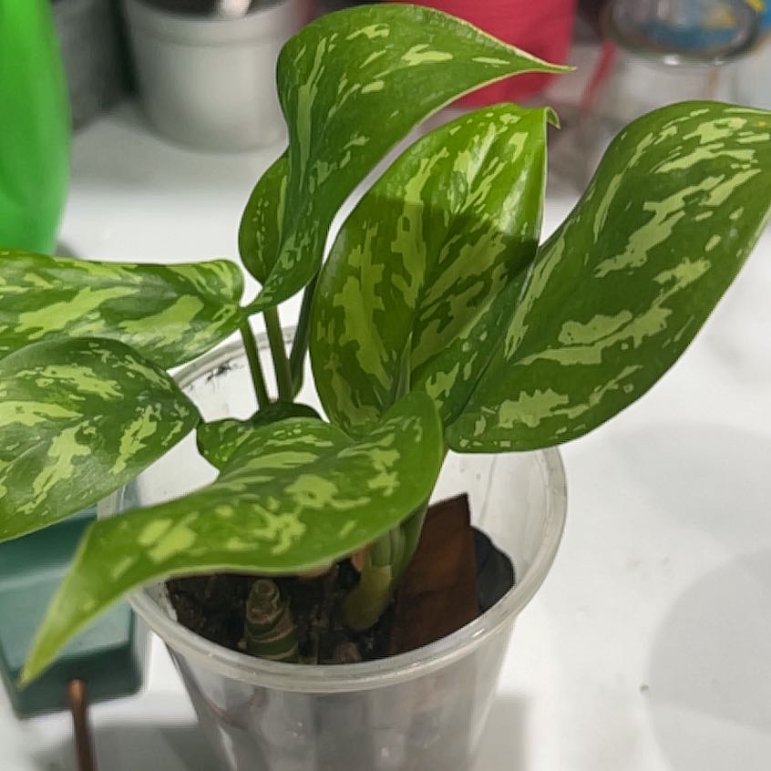 Healthy Dumb Cane plant with vibrant green and white variegated leaves in a clear pot.