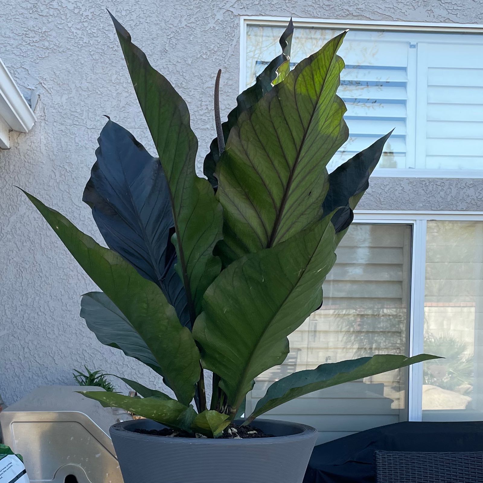 Photo of the plant species Anthurium Black Dragon by @LovablyMelittis named Denali on Greg, the plant care app