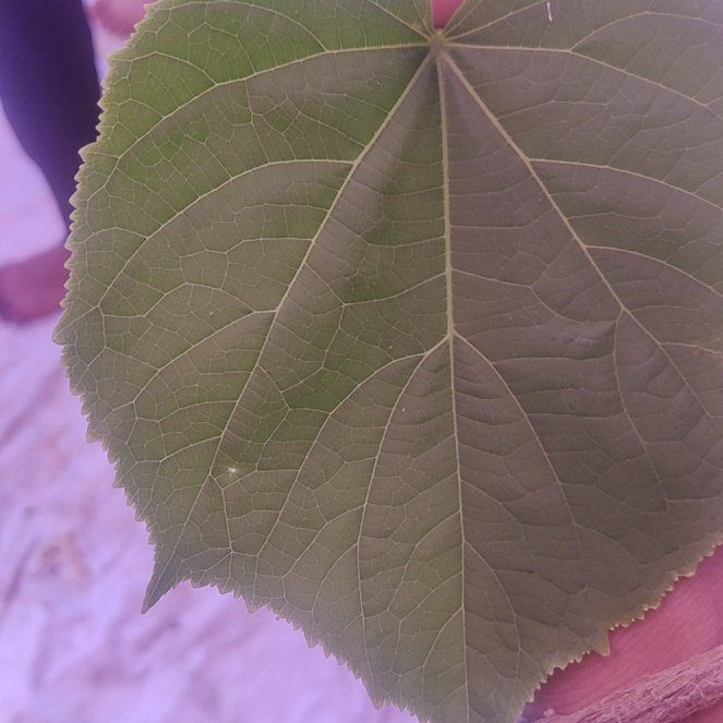Photo of the plant species African-Hemp by @InformedCobnut named Willow on Greg, the plant care app