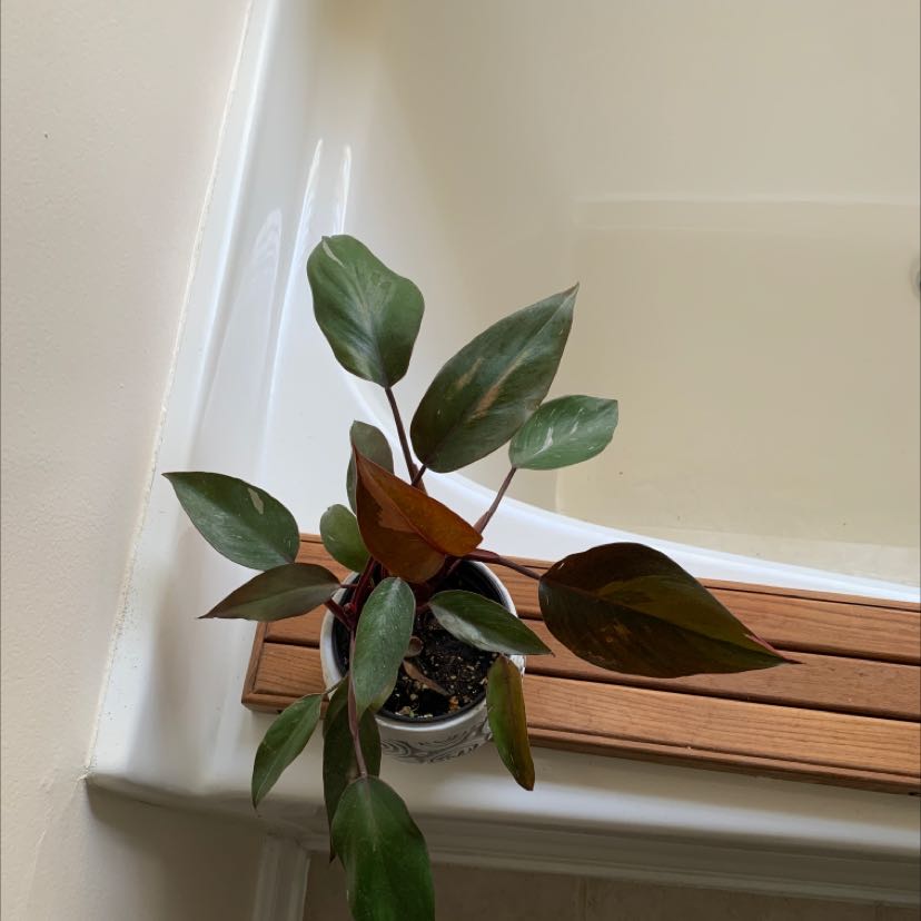 Photo of the plant species Blushing Philodendron by @Plantinthecity named Meaghan on Greg, the plant care app