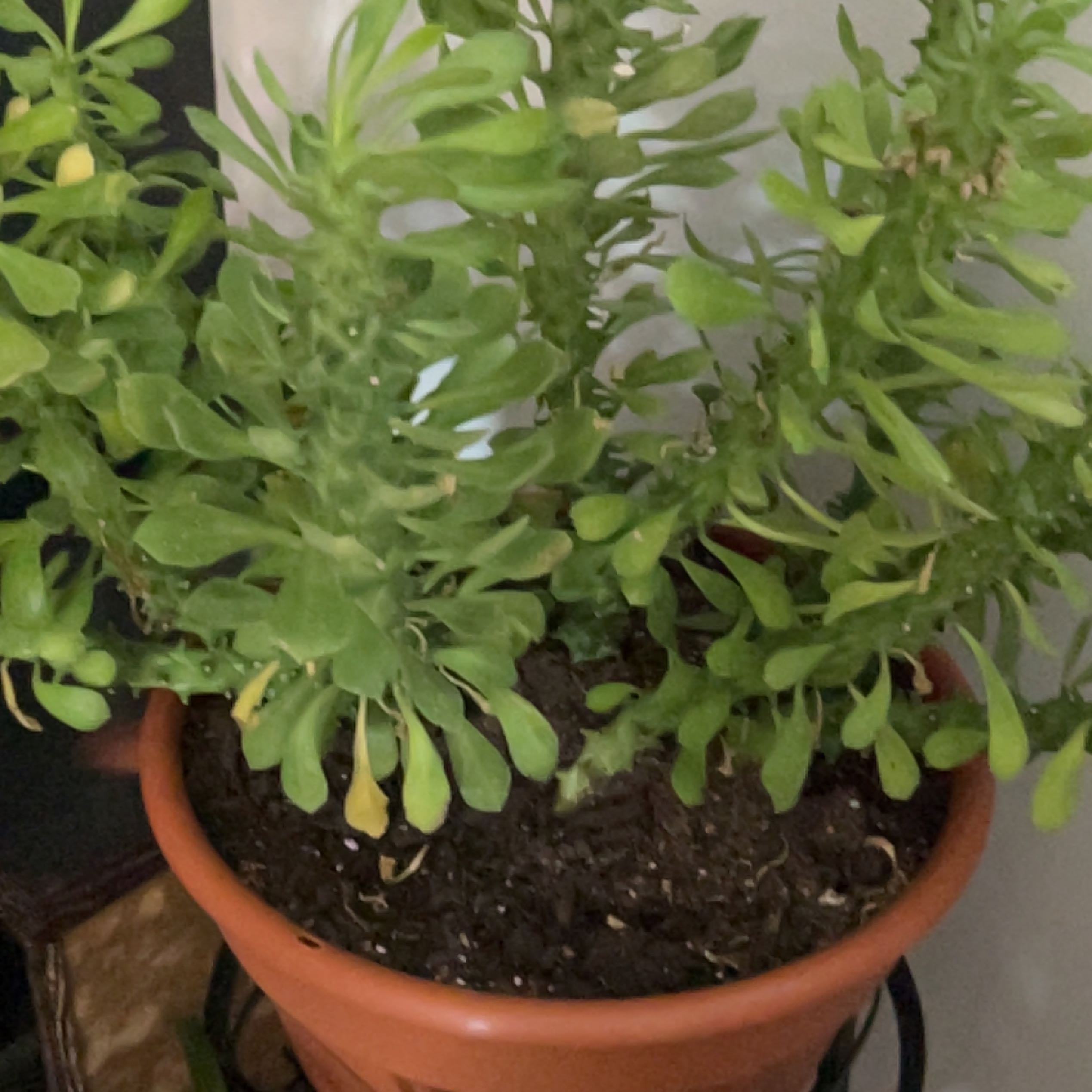 Photo of the plant species Euphorbia Succulenta by @GuruTurkeyoak named Athena on Greg, the plant care app