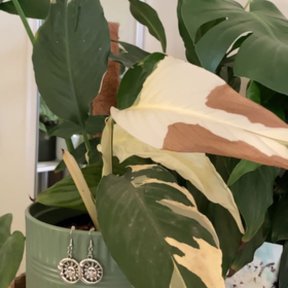 Photo of the plant species Picasso Peace Lily by @JoysomeTrextoes named Baesil on Greg, the plant care app
