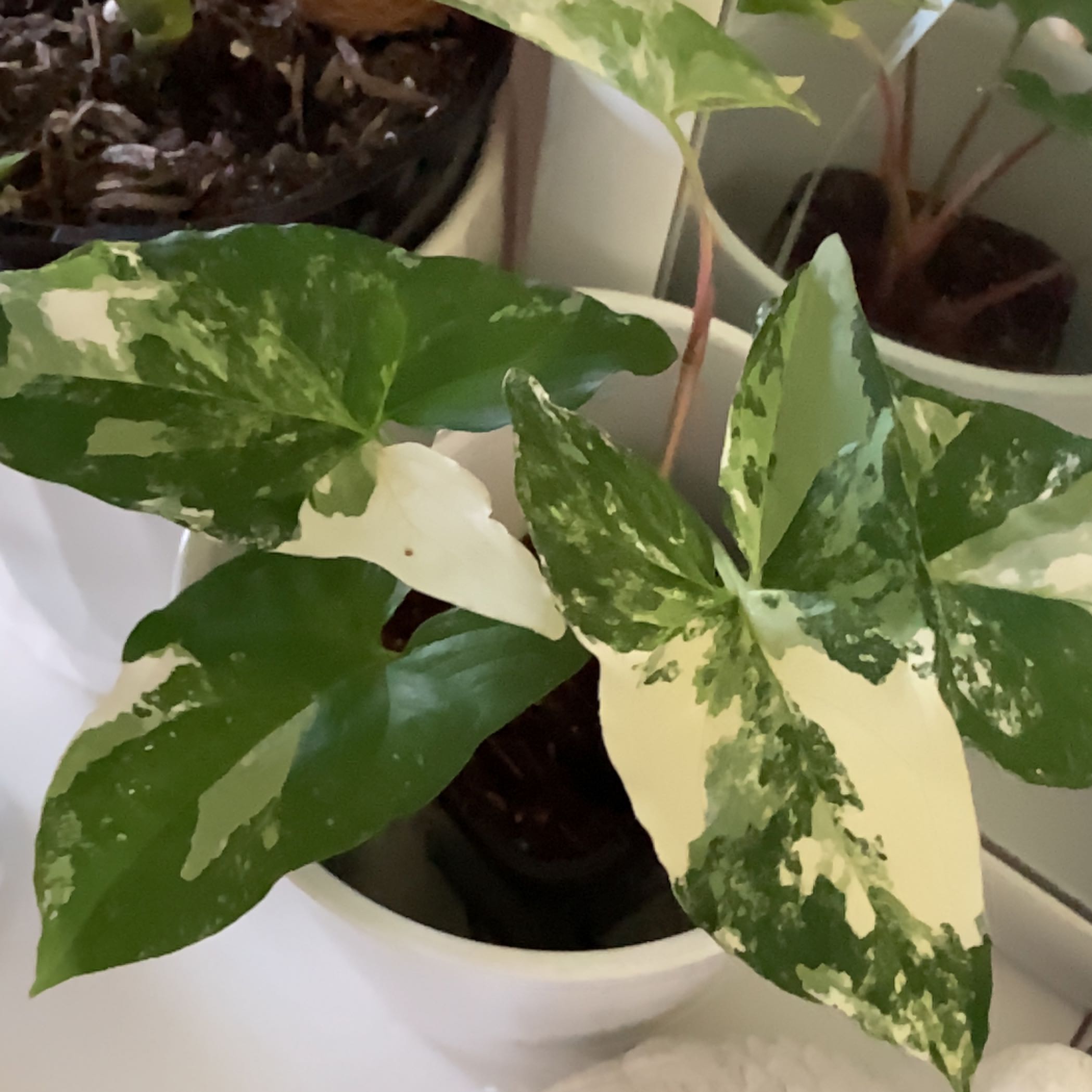 Photo of the plant species Syngonium Fantasy by @JoysomeTrextoes named Zion on Greg, the plant care app