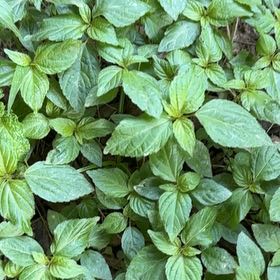 Photo of the plant species Virginia Copperleaf by @SaviorMoss named Apollo on Greg, the plant care app