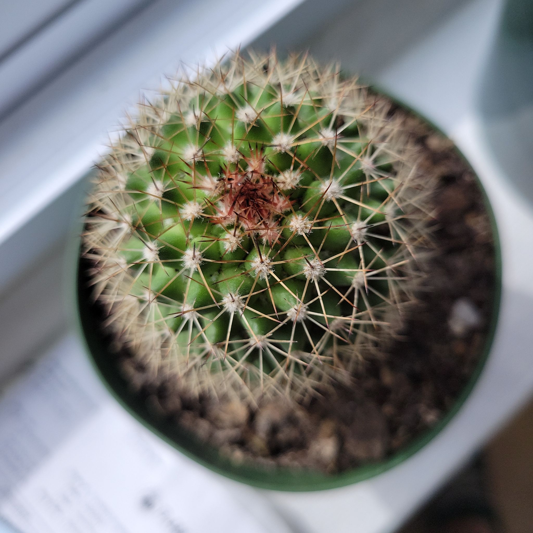 Top-down view of a healthy Old Lady Cactus in a pot with visible soil.