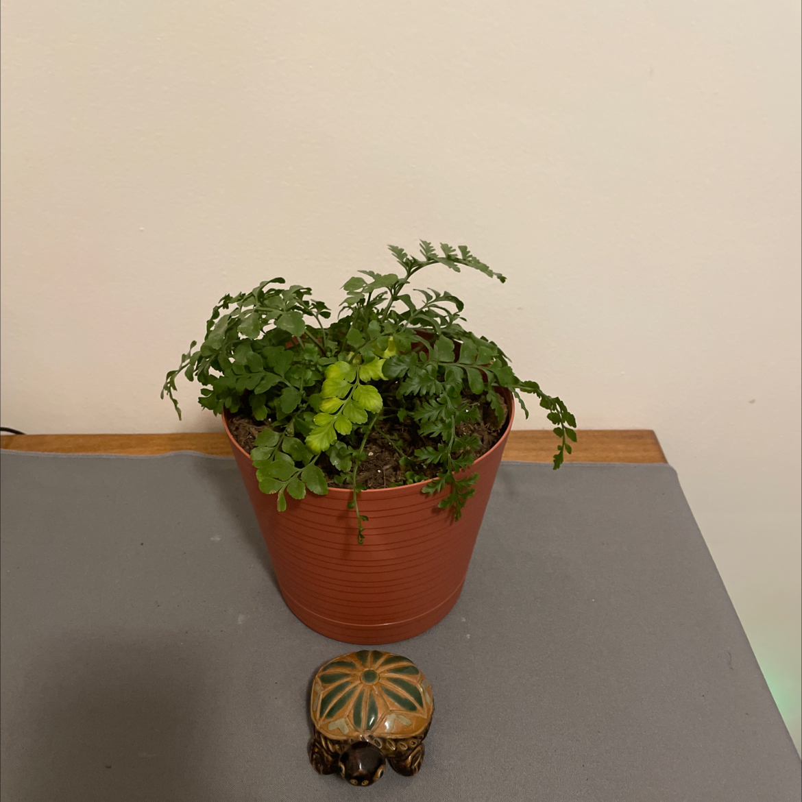 Austral Gem Fern in a pot on a surface, appearing healthy with vibrant green leaves.