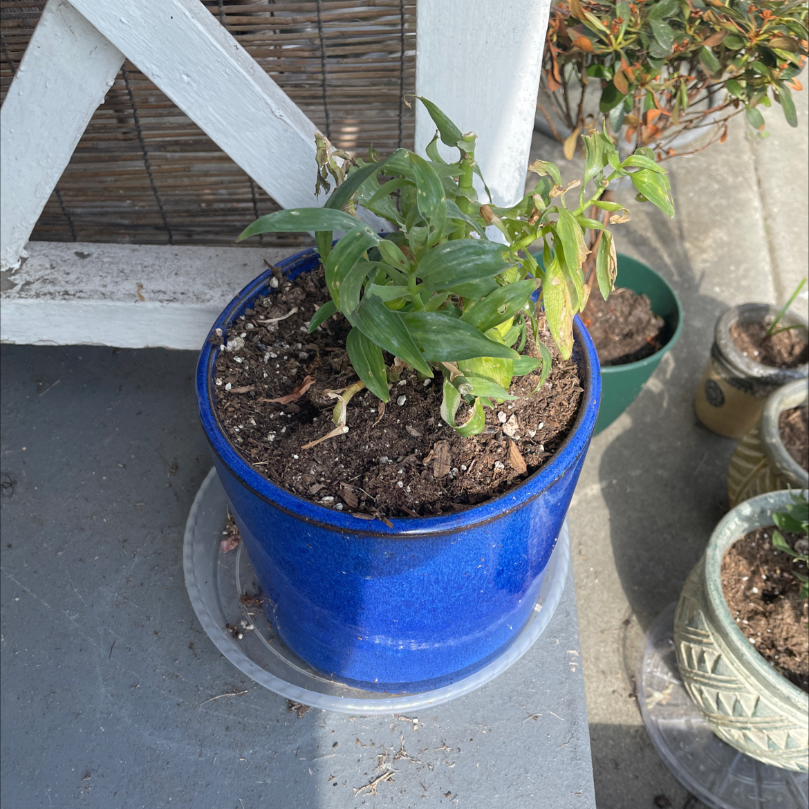 Potted Peruvian-Lily plant in a blue container with some yellowing and browning leaves.