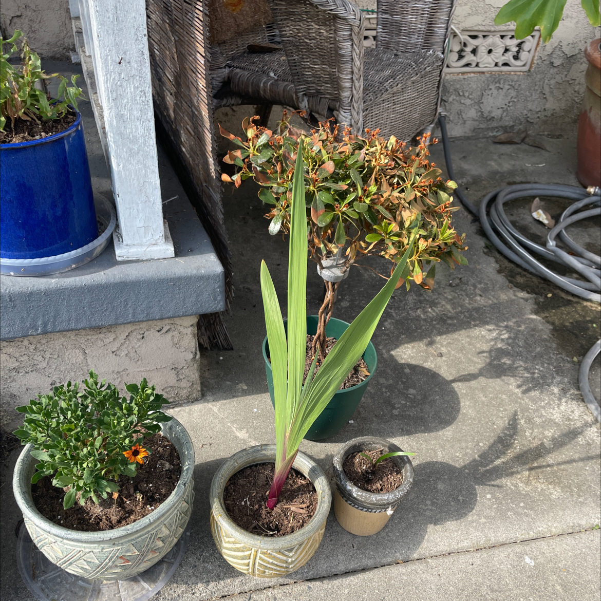 Multiple potted plants on a concrete surface, including a Gladiolus with green leaves.