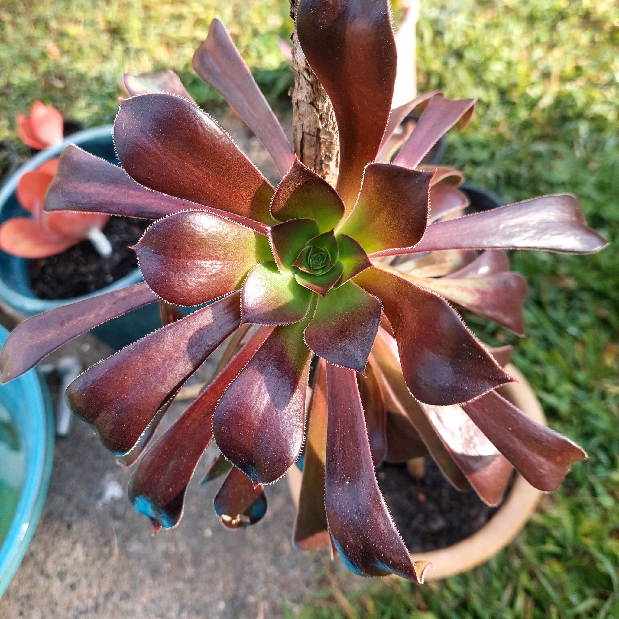 Photo of the plant species Purple Rose by @FairWaterLilly named Aeonium purple. on Greg, the plant care app