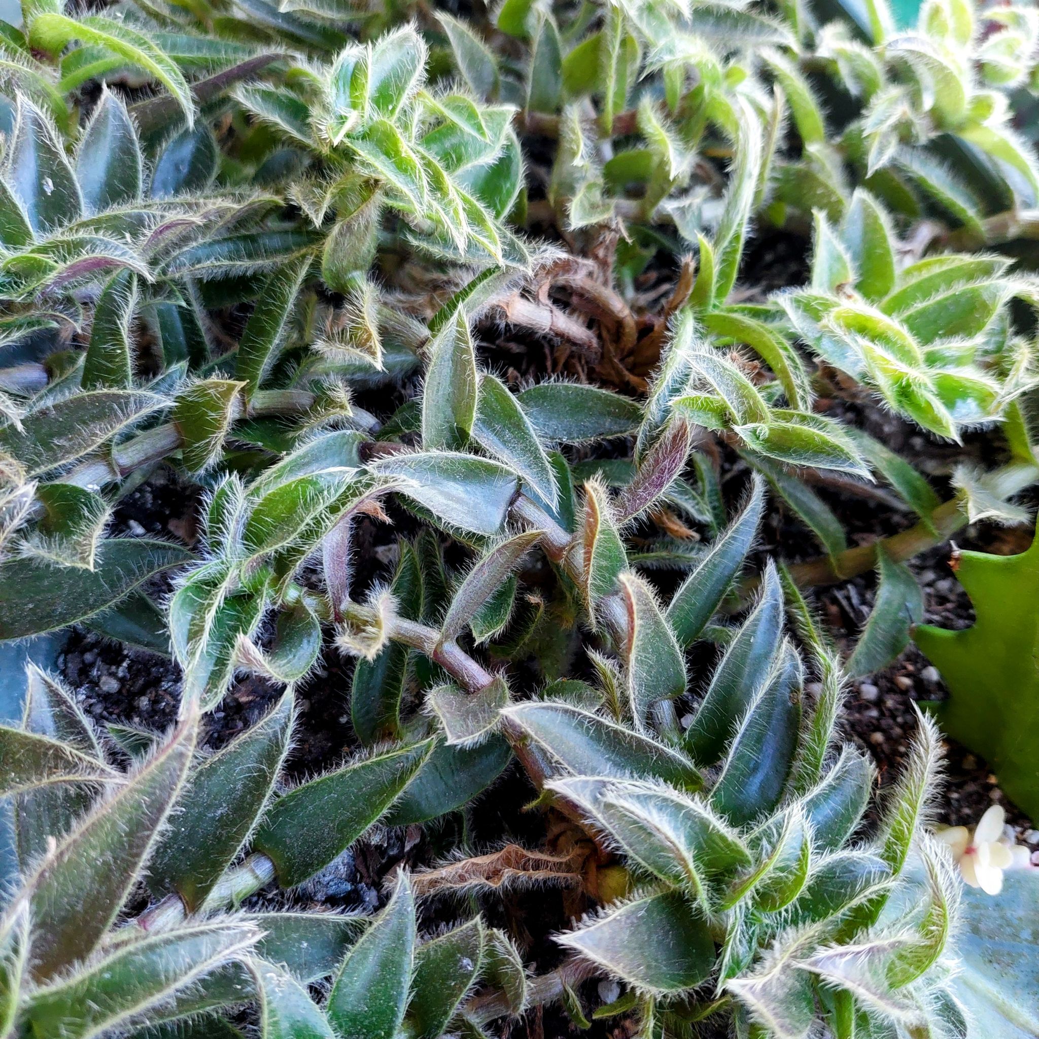 Close-up of a healthy Kitten Ears plant with fuzzy green leaves.