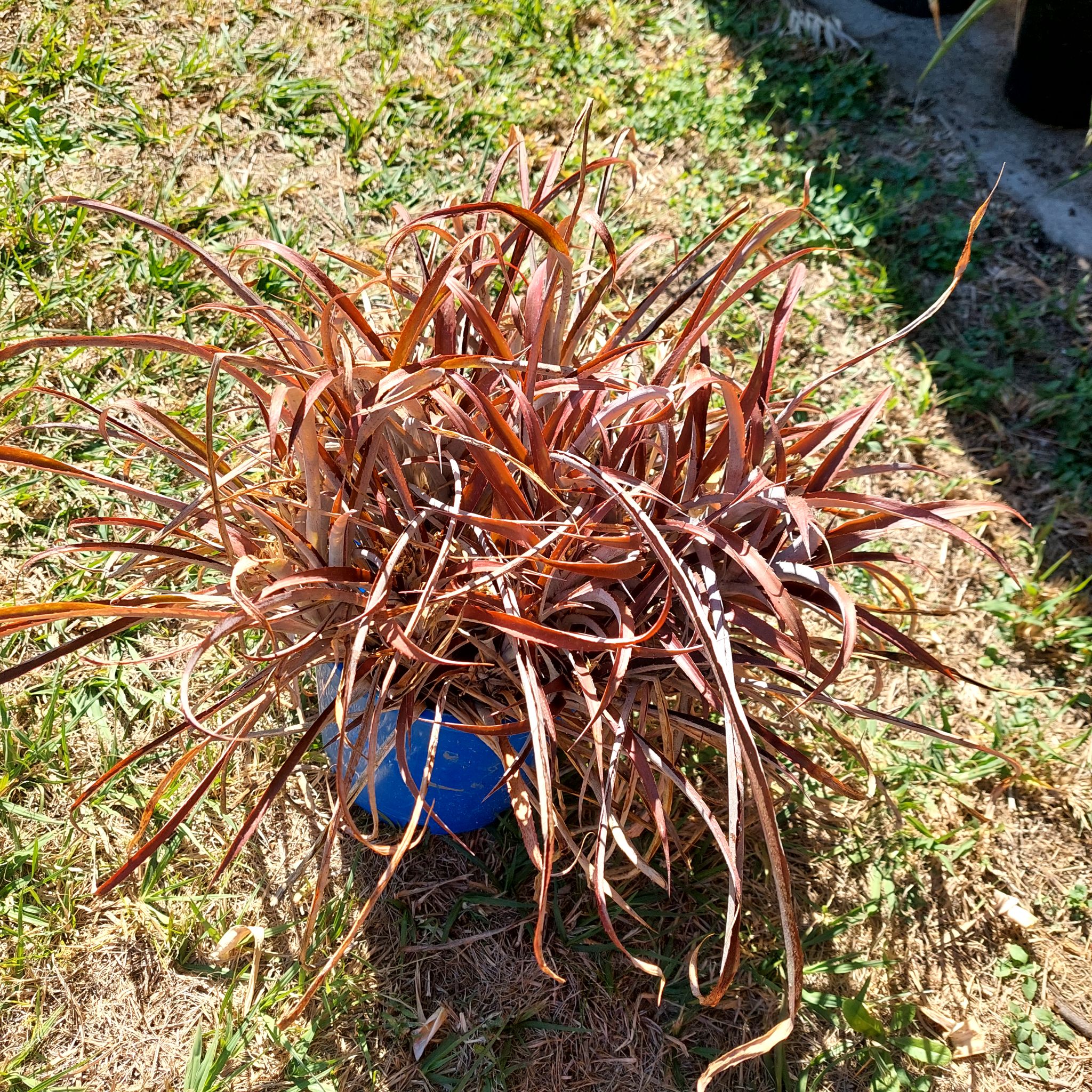 Photo of the plant species Red Hooked Sedge by @FairWaterLilly named Red hook. on Greg, the plant care app