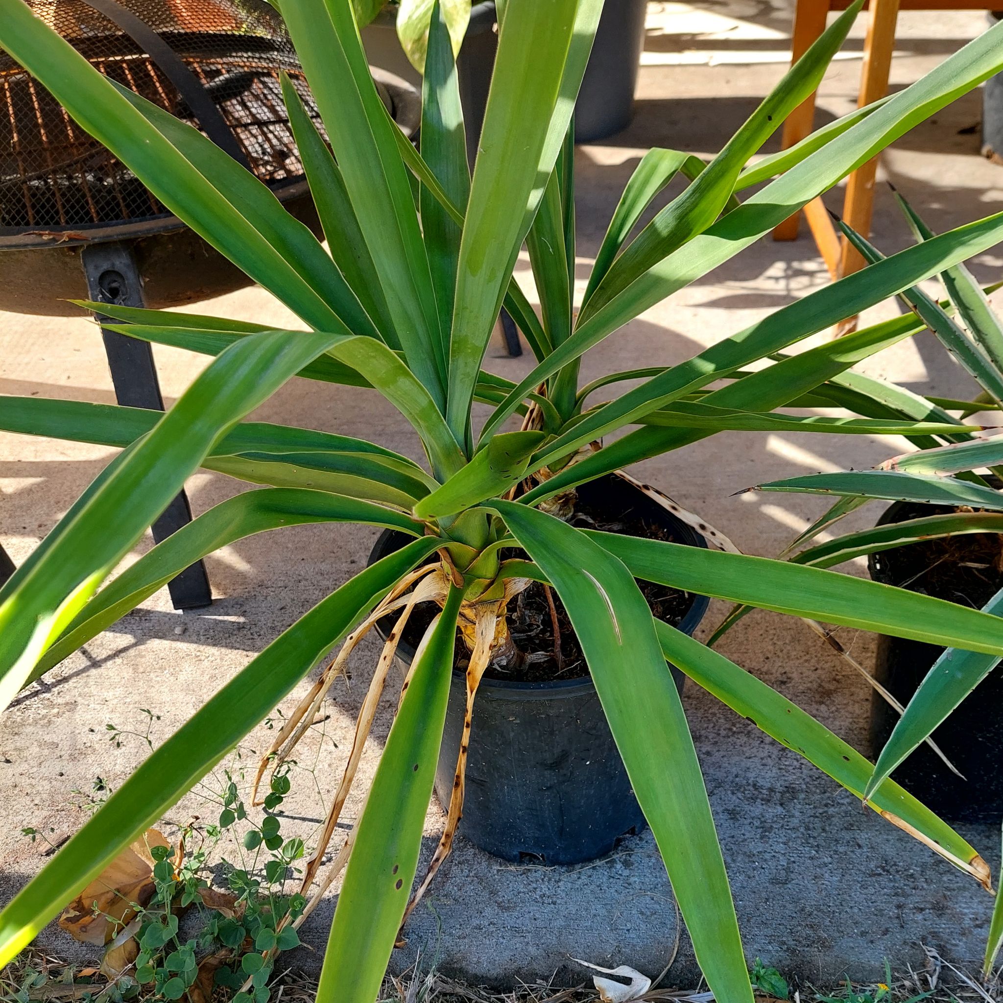 Adam's Needle plant with long green leaves and some yellowing at the base.
