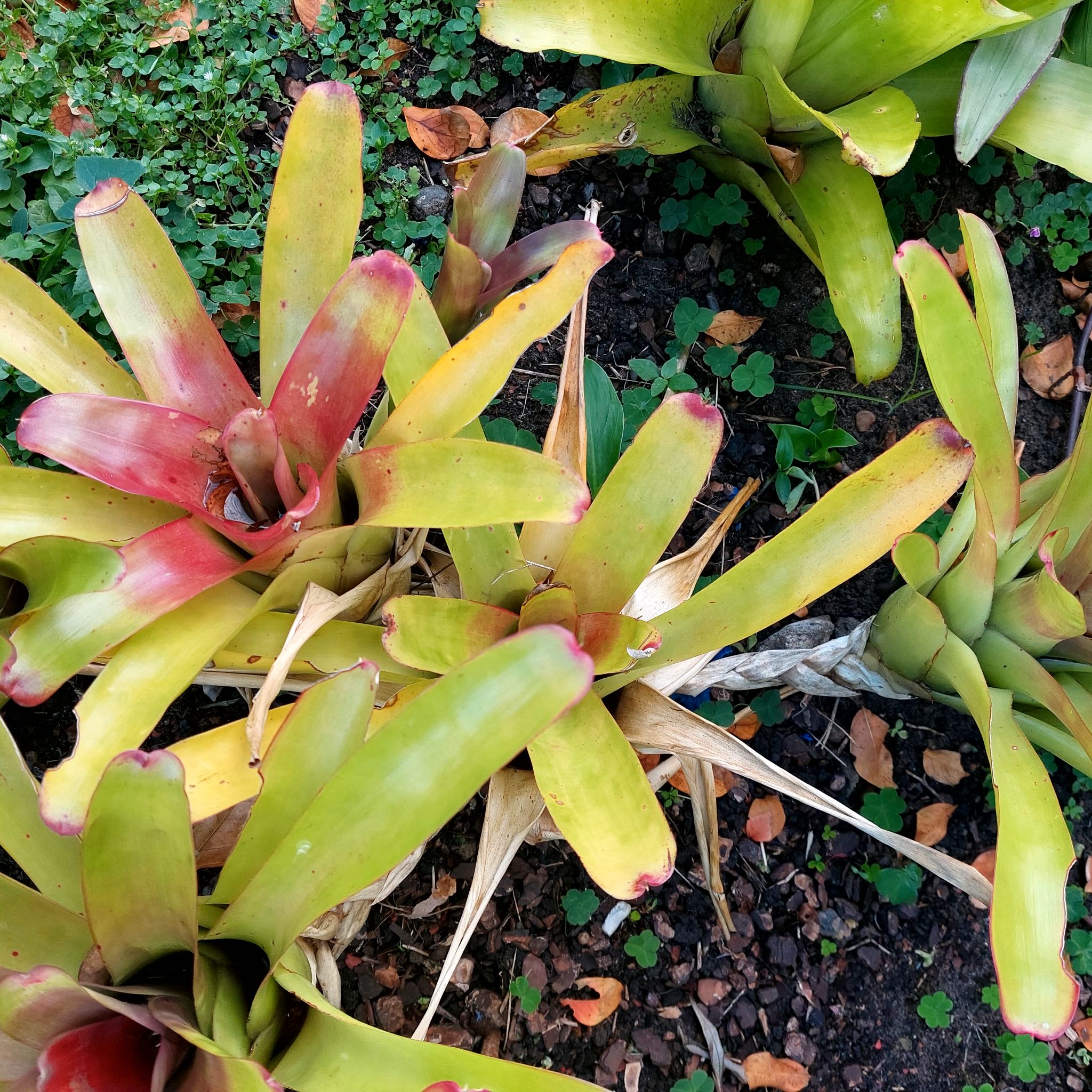 Photo of the plant species Bromeliad Neoregelia 'Donger' by @FairWaterLilly named Bromelia on Greg, the plant care app