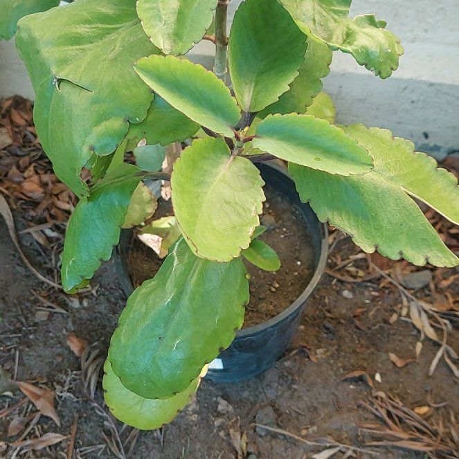 Photo of the plant species Miracle Leaf plant by @FairWaterLilly named Miracle leaf on Greg, the plant care app