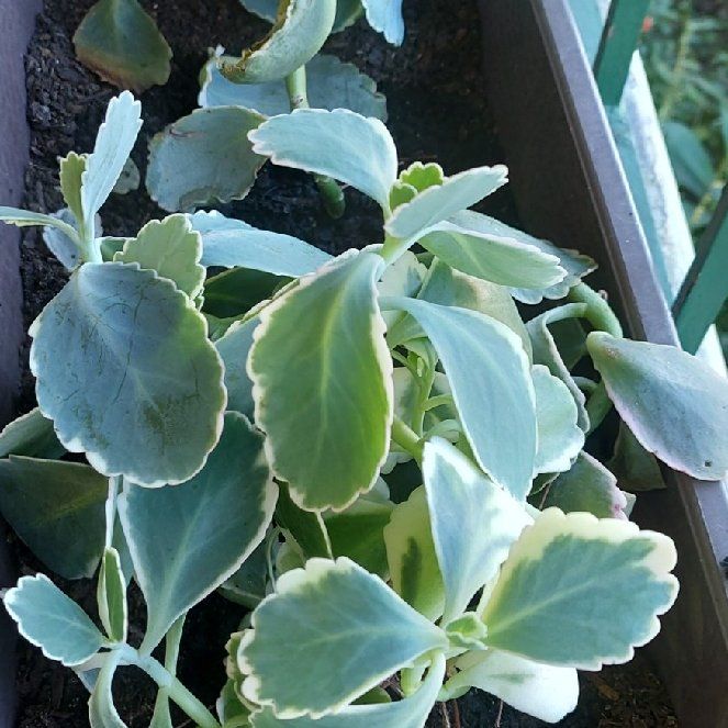 Photo of the plant species Lavender Scallops by @FairWaterLilly named Aurora borealis. on Greg, the plant care app