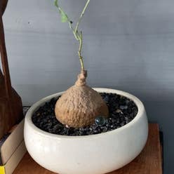 Stephania erecta plant