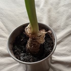 Photo of the plant species Paperwhite by @HolyPokaka named Aria on Greg, the plant care app