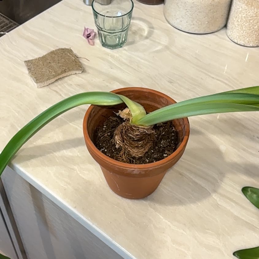 Photo of the plant species Paperwhite by @HolyPokaka named Homer on Greg, the plant care app