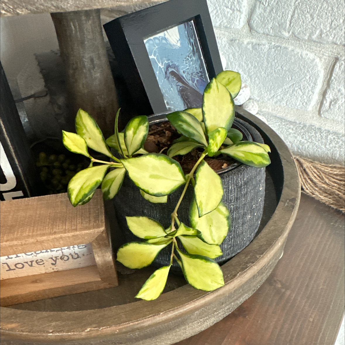 Hoya heuschkeliana variegata plant in a pot with variegated leaves, well-framed and in focus.