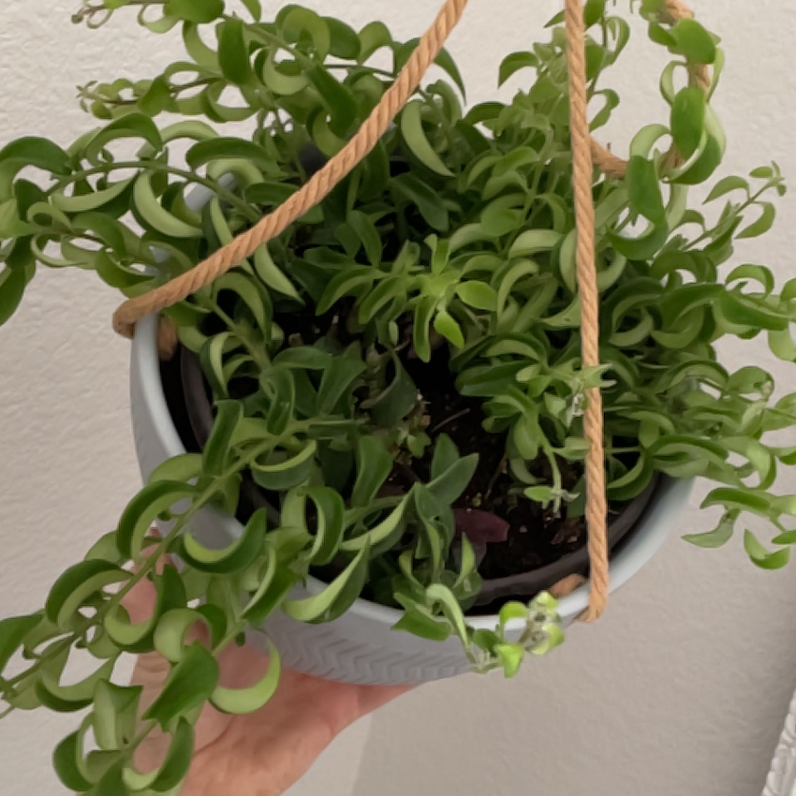 Twisted Lipstick Plant in a hanging pot with vibrant green leaves.