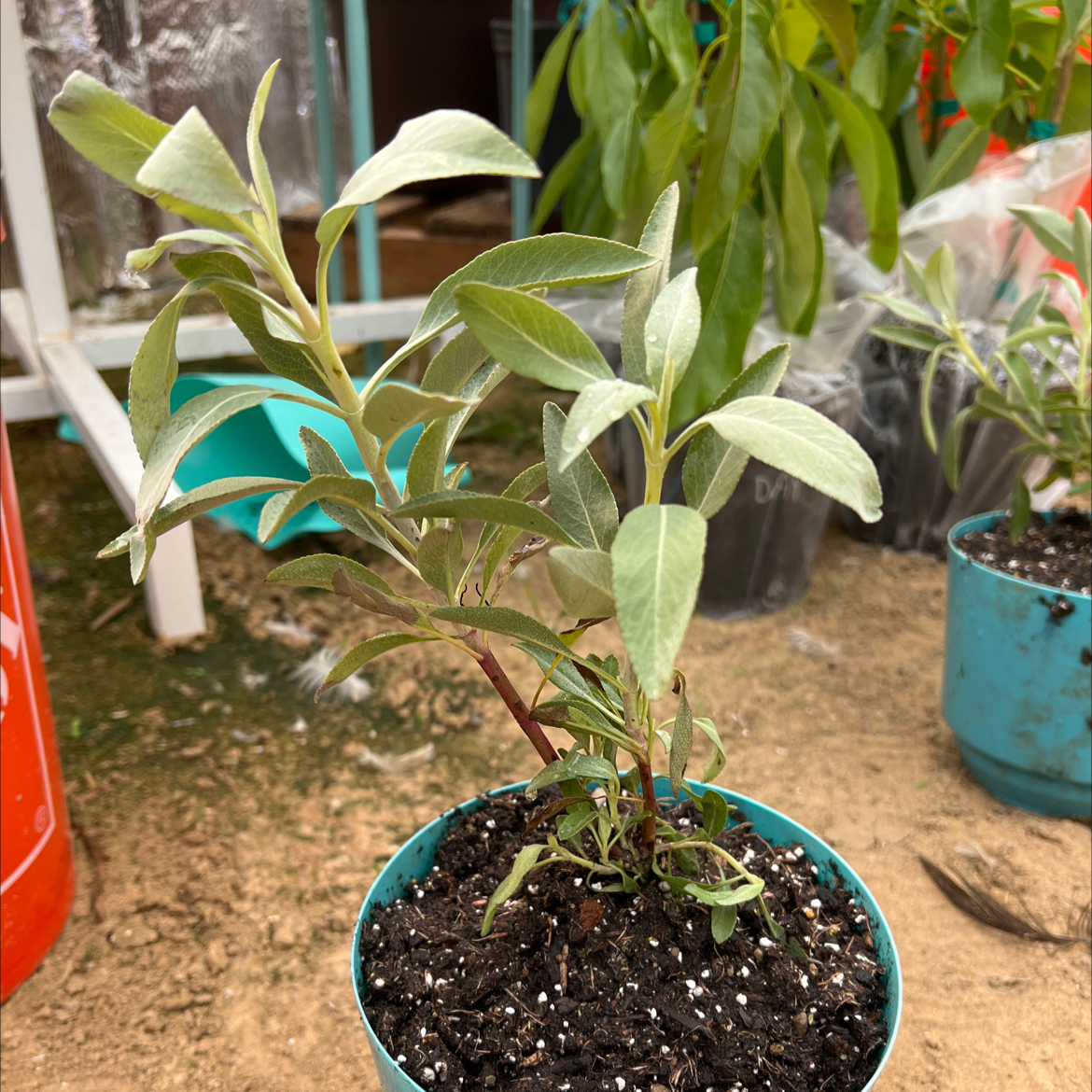Potted White Sage plant with healthy green leaves in a blue pot.
