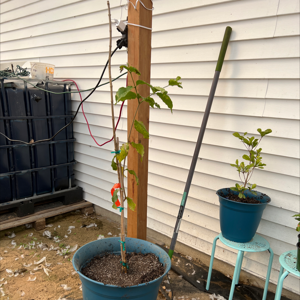 Photo of the plant species Peanut butter fruit tree by @Wtffarmstead named Michelle Branch on Greg, the plant care app